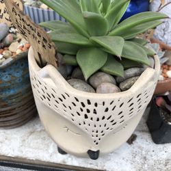 Succulent Arrangement 