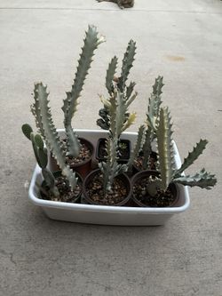 Cauctos Muy Bonitos De Colección Son a $15 Cada Uno 