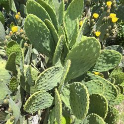 Opuntia Cactus, Prickly Pear, Nopales