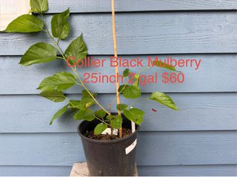 Collier Black mulberry tree