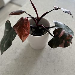 Plant Sale 🪴 Starting At $3 ~ Apopka 32703