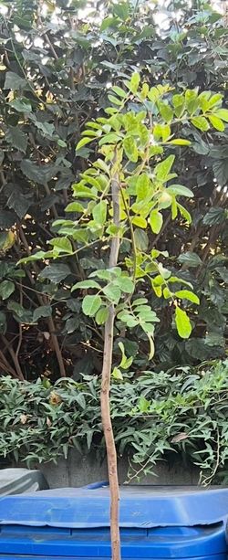 Fresno Tree