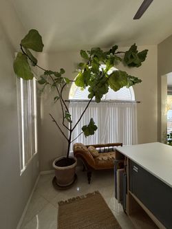 LARGE Fiddle Leaf Fig Tree