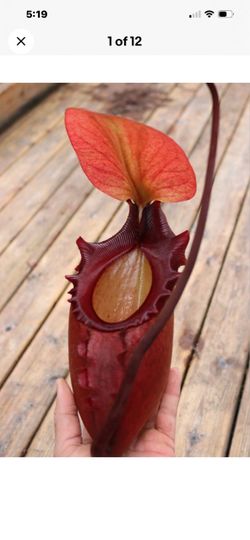 Nepenthes rajah Mature King Pitcher Plant Rare Carnivorous Plant
