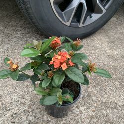 Orange Ixora plant