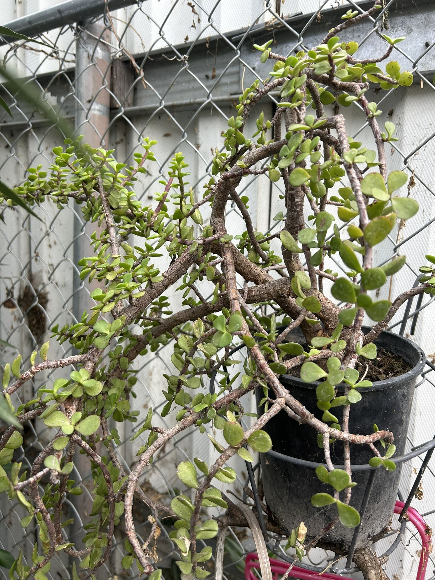 Arbol De La Abundancia