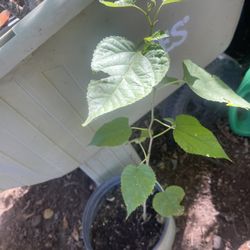 Small Tree Plant $3 For House