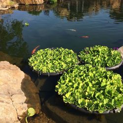 Water lettuce pond plants