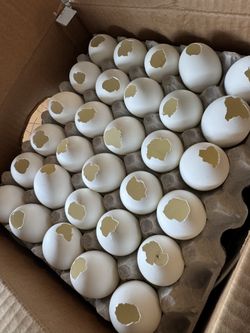 Empty Egg Shells