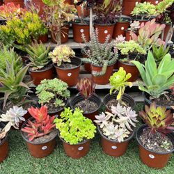 Variety Of Succulents Plants 