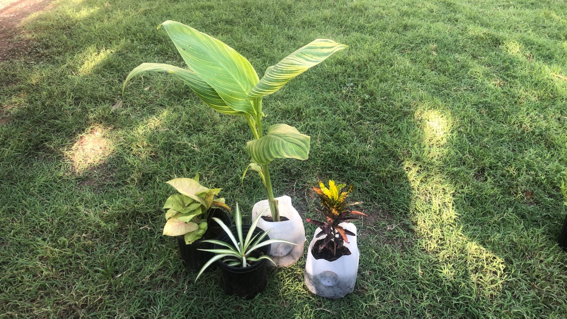 4 Plants To Be Sold Altogether ( See Description For More Details)