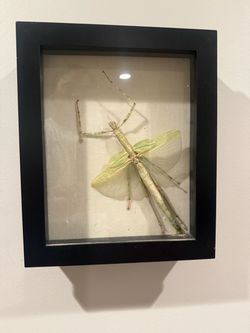 Framed Stick Insect Taxidermy Shadow Box