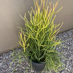 Firestick Plant 