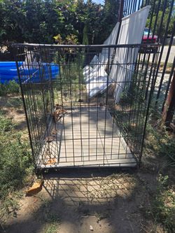 Dog. Cage