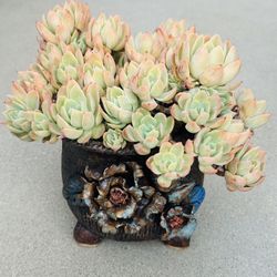 Succulents plants 🪴(Echeveria 'Silk Veil')