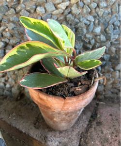 Peperomia Obtusifolia