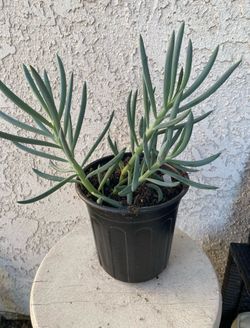 1 Gallon Pot Succulent Plant - Blue Fingers - Curio Talinoides - Rooted & Established - Drought Resistant 🪴