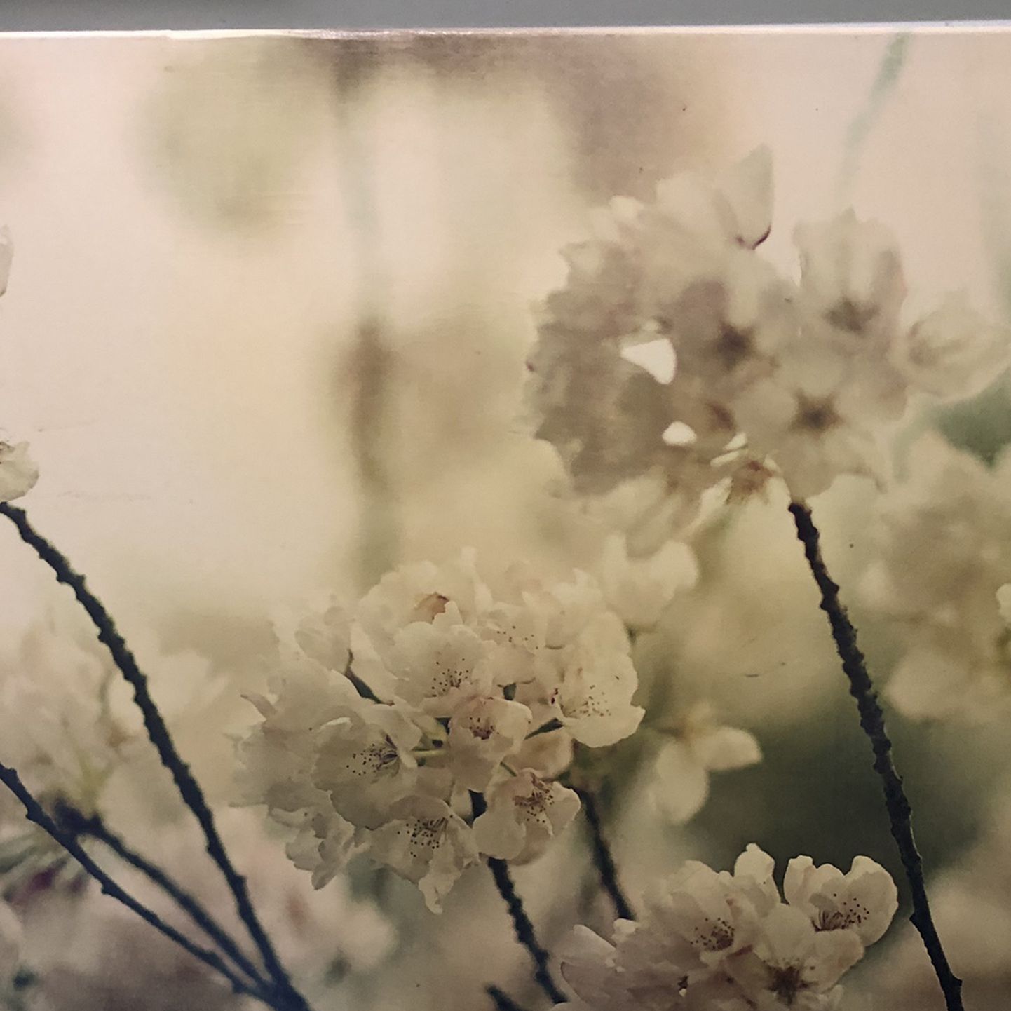 Picture Lilly Canvas