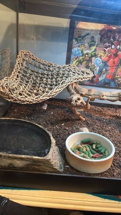 Bearded dragon, 40 g reptile tank