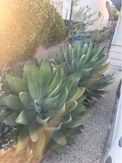 Agave ‘Blue Flame’ pups
