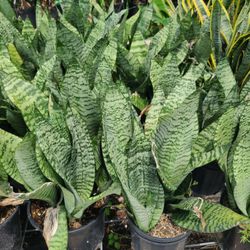 mother in law tongue plant in bushes