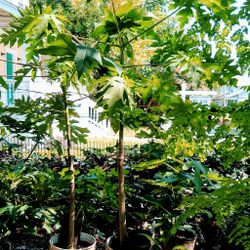 Papaya Plants