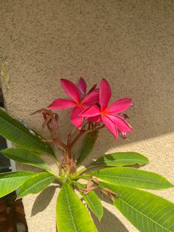Star flower vibrant fragrant plumeria