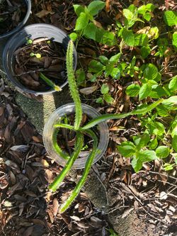 Live Dragonfruit  Cactus Cutting in Small Pot