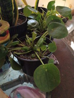 Chinese Money plant