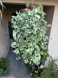 N'Joy Pothos Plant $32