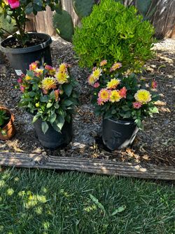 dahlias 15 dollars each