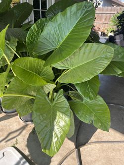 LARGE ELEPHANT EAR PLANTS