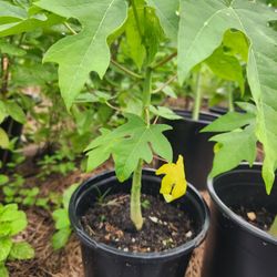 Papaya Plant 
