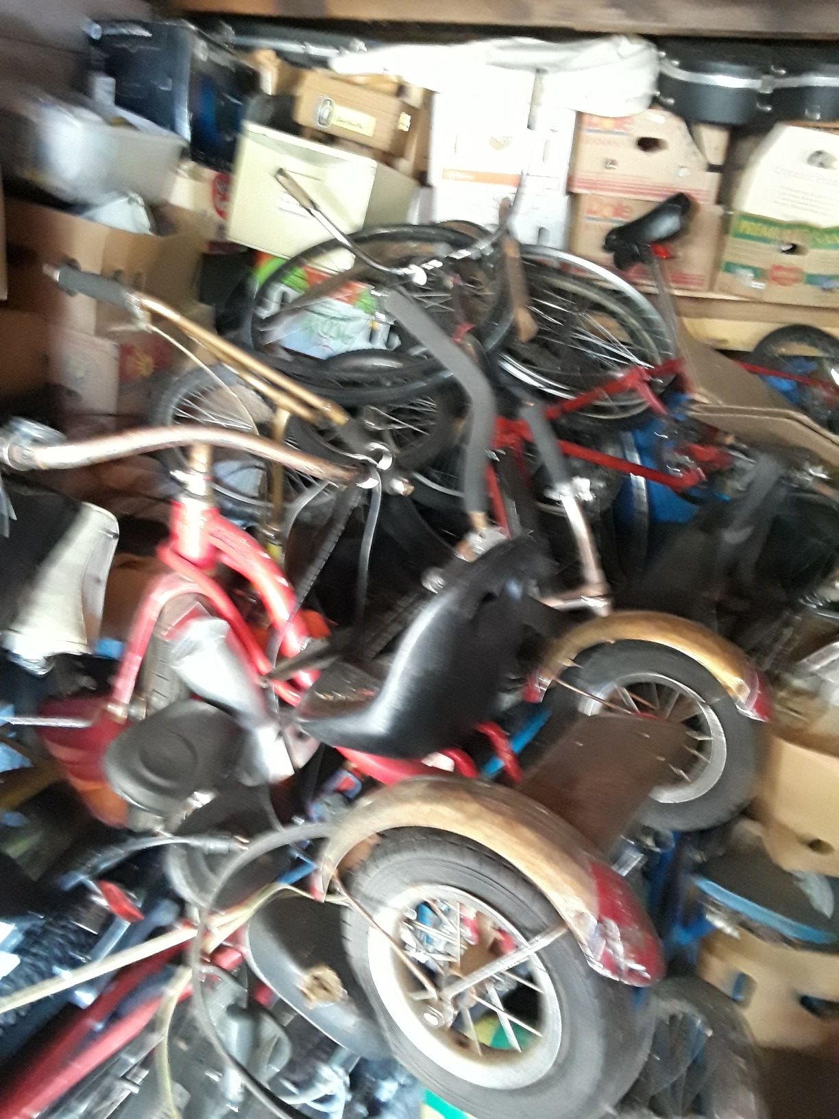 Bicycales