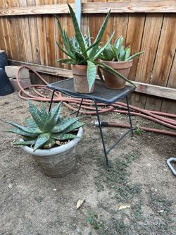 Japanese Aloe Vera