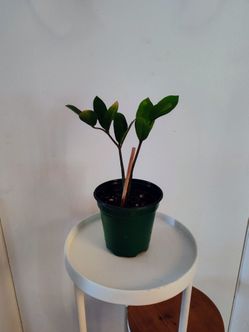 House plants