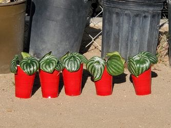 Peperomia Watermelon 🍉