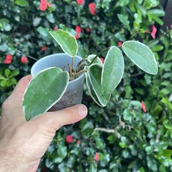 Hoya krimson queen Three Color Variegated Plant 2 Plants In Pot