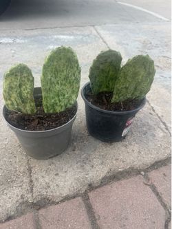 Rare variegated cactus 15$ each