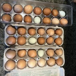 Free Range Eggs