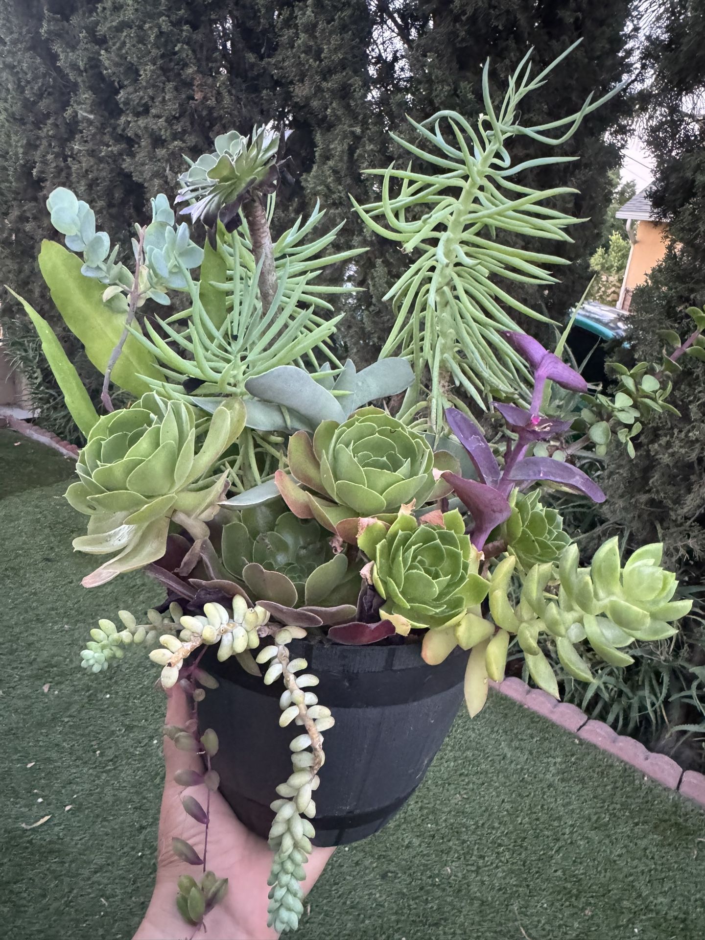 Gorgeous Succulent