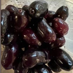 Black Java plum Seedling