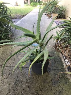 Healthy Aloe Vera Plant