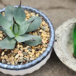 Miniature Agave