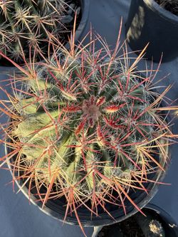 Mexican Can Lime Barrel Cactus