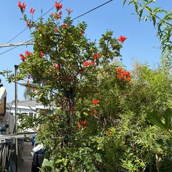 15 Gal Jony Birds Plant 