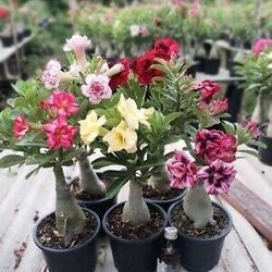 Rosas Del Desierto Exoticas Diferentes Colores Dobles Y Sencillas Pero Colores Exoticos