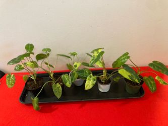 *$8 EACH* Variegated Philodendron Burle Marx Plant🔻Info Below🔻Potted Plants