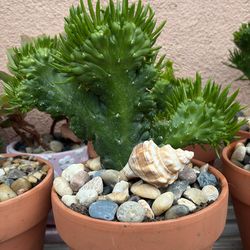 Euphorbia Lactea Cristata (Brain Cactus)