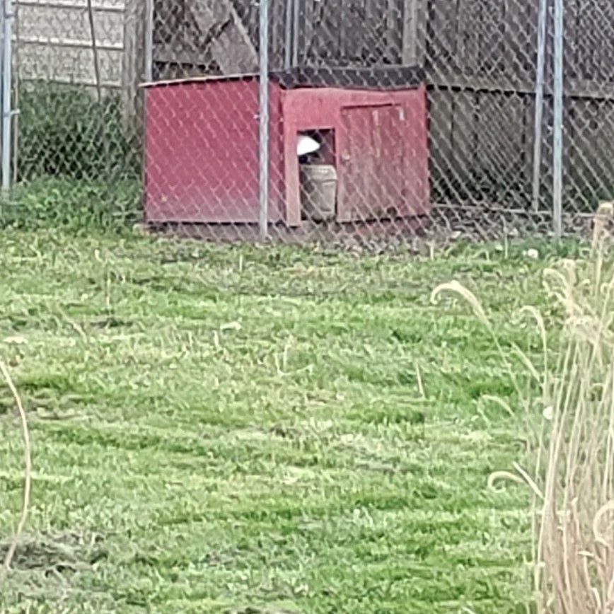 Heavy Duty Chicken Coop